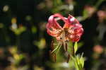 Turk's cap lily